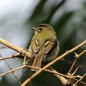 Ramphotrigon megacephalum - Large-headed Flatbill.jpg