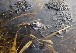 A blue moor frog is mounted on a brown moor frog. Both frogs are partially submerged in the water. The two frogs are framed by a large spawn of hundreds of translucent eggs.