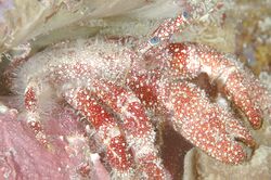 Red Hermit Crab.jpg