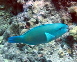 Reef0620 - Flickr - NOAA Photo Library.jpg