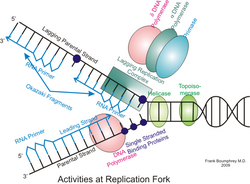 Replication complex.png