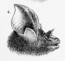 Rhinolophus philippinensis.jpg