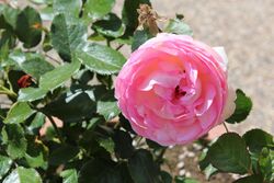 Rose "Königin von Dänemark".jpg