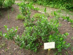 Salix phylicifolia - Berlin Botanical Garden - IMG 8474.JPG