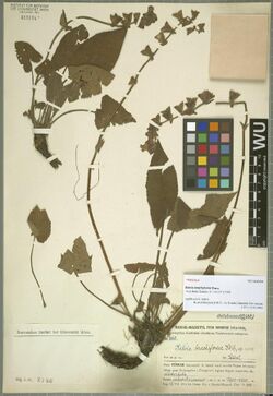 Salvia brachyloma.jpg