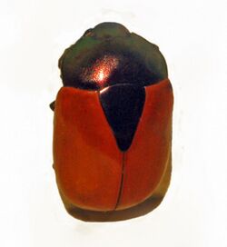 Scarabaeidae - Macraspis clavata.JPG