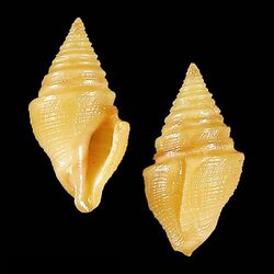 Seashell Microdrillia rhomboidales.jpg