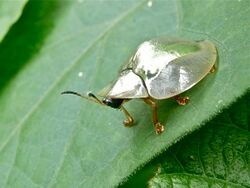 Silver Tortoise Beetle (Charidotella sp.) (7074097229).jpg