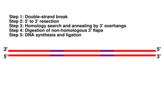 Still frame of an animation of the SSA pathway. A single molecule of double-stranded DNA is shown in red, oriented horizontally. On each of the two DNA strands, two purple regions indicating repeat sequences of DNA are shown to the left and right of the center of the DNA molecule.