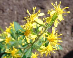 Solidago macrophylla 6.jpg