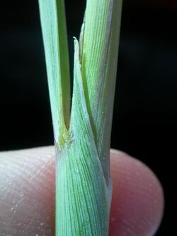 Sorghastrum nutans (3912211835).jpg