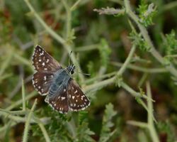 Spialia orbifer hilaris 1.jpg