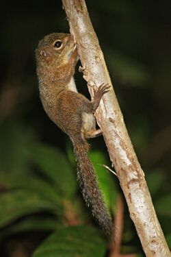 Squirrel-singapore.jpg