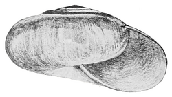 Staffordia daflaensis shell.png