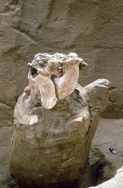 Standing Protoceratops - Tugrugeen Shireh, Gobi Desert 1971 2.jpg