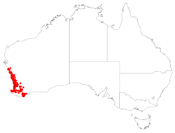 Stirlingia latifolia DistributionMap.png