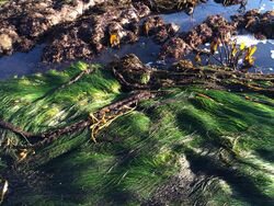 Surfgrass & feather boa kelp, North Moonstone SLO.jpg