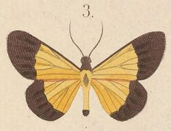 T7-03-Craspedosis melanura (Kirsch, 1877).JPG