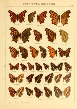 The Macrolepidoptera of the world (Taf. 64) (8145292912).jpg