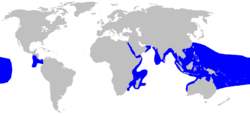 A world map with blue shading around the periphery of the Indian Ocean, throughout Southeast Asia to northern Australia, over a large part of the central Pacific, and off the west coast of Central America.