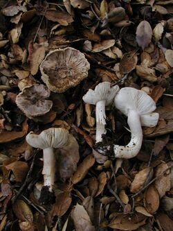 Tricholoma argyraceum 56.jpg