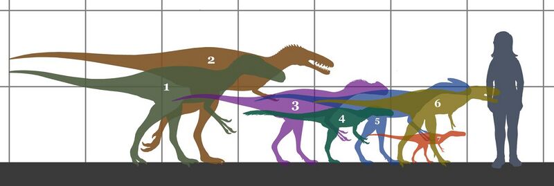 File:Tyrannosauroidea size 01.jpg