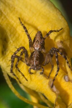Western Lynx Spider (Oxyopes scalaris).jpg