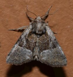 - 9428 – Meropleon ambifusca (or Meropleon ambifuscum) (15122012702).jpg