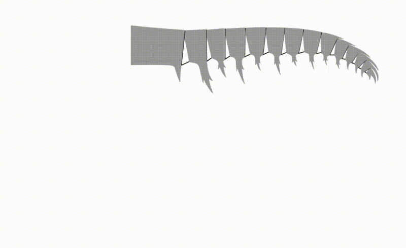 File:20210629 Anomalocaris canadensis frontal appendage mobility.gif