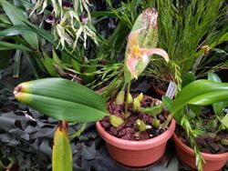 20210731 Hortus botanicus Leiden - Bulbophyllum auriflorum.jpg