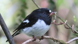 A Toitoi in the forest.jpg