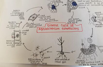 Disease cycle Agrobacterium tumefaciens