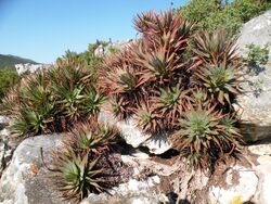 Aloe succotrina - Table Mountain - 5.JPG