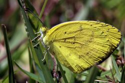 Angled grass yellow (Eurema desjardinsii marshalli).jpg