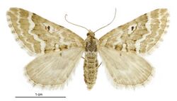 Asaphodes declarata female.jpg