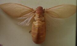 AustralianMuseum cicada specimen 43.JPG