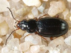 Bembidion gilvipes.jpg