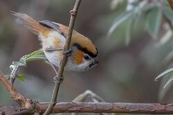 Black-throated Parrotbill East Sikkim India 19.04.2015.jpg