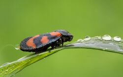 Blutzikade Cercopis vulnerata.jpg