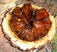Brazil nut fruit containing nuts