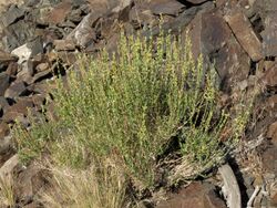 Buckskin keckiella, Keckiella rothrockii var. rothrockii (18331641702).jpg