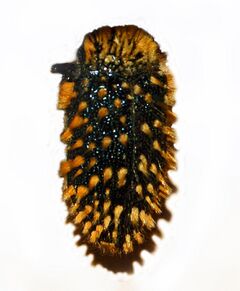 Buprestidae - Julodis cirrosa.JPG