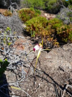 Caladenia granitora.jpg