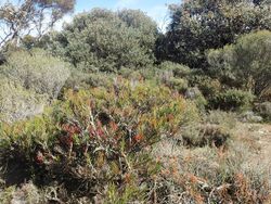 Calothamnus gibbosus (habit).jpg