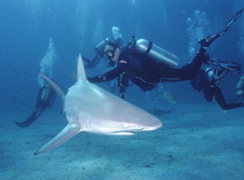 File:Carcharhinus limbatus - Bahamas.jpg