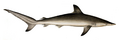 Spot-tail shark (Carcharhinus sorrah)