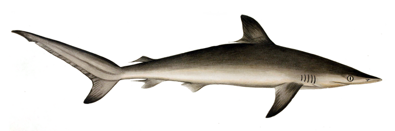 File:Carcharias sorrah by muller and henle.png