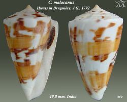 Conus malacanus 1.jpg