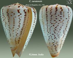 Conus suratensis 2.jpg