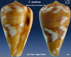 Conus teodorae 1.jpg